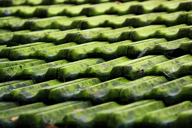 Algae Growth and Moss: Protecting Your Roof from Common Problems After a Wet Winter