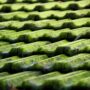 Algae Growth and Moss: Protecting Your Roof from Common Problems After a Wet Winter